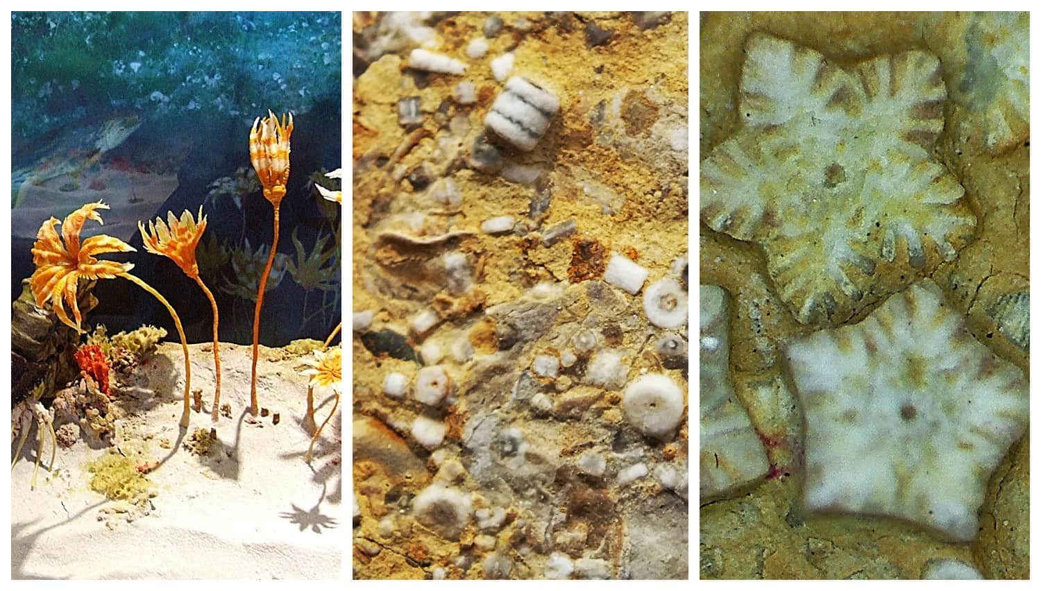 Crinoids and their fossils - photographs from Geosfera's profile page