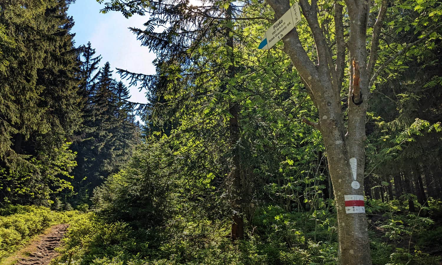 Czerwony szlak graniczny. Niebieski szlak w lewo na Pilsko (1 godz.), czerwony w prawo - przez las na Halę Miziową.