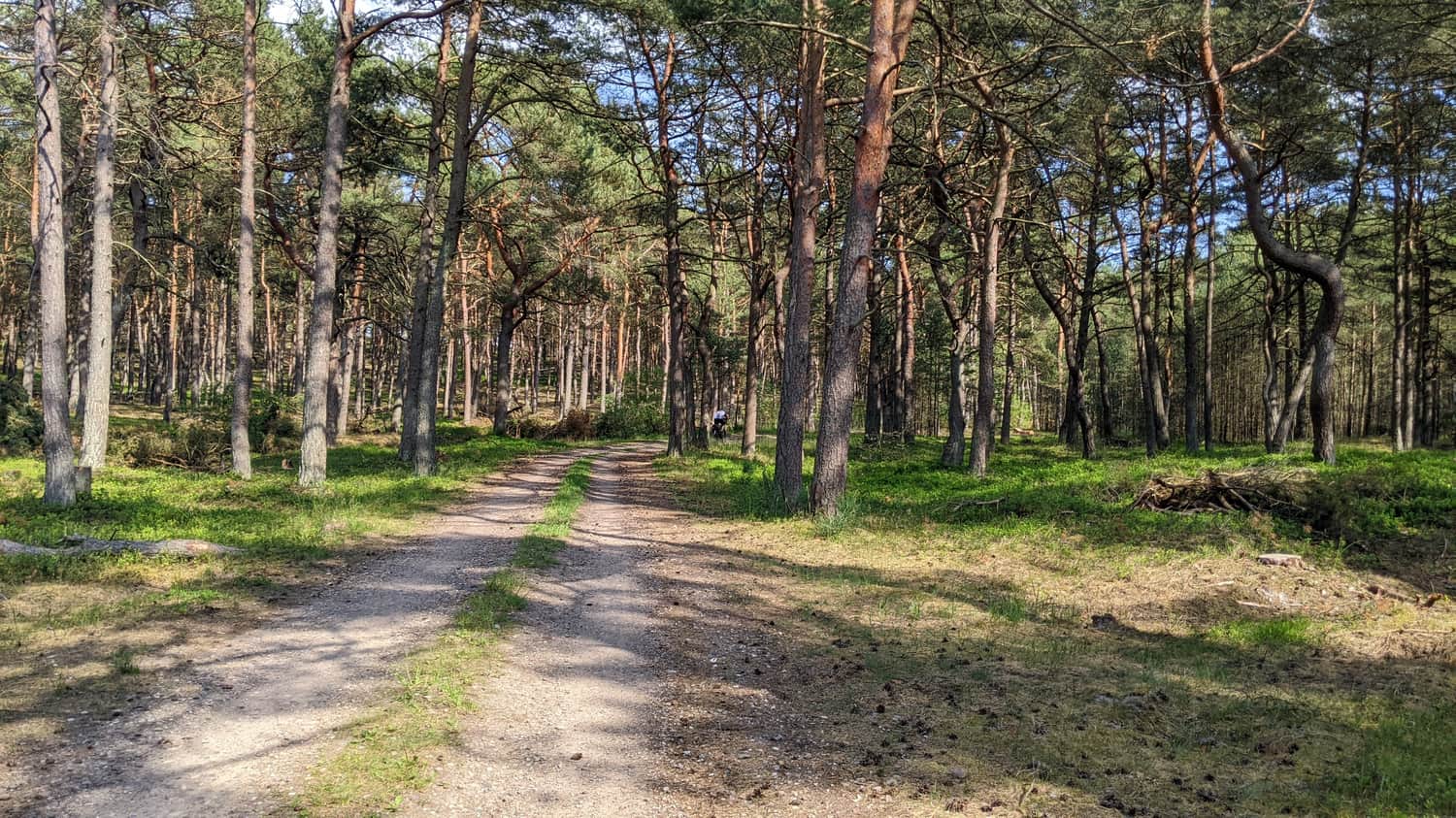 Leśna ścieżka Mrzeżyno-Pogorzelica