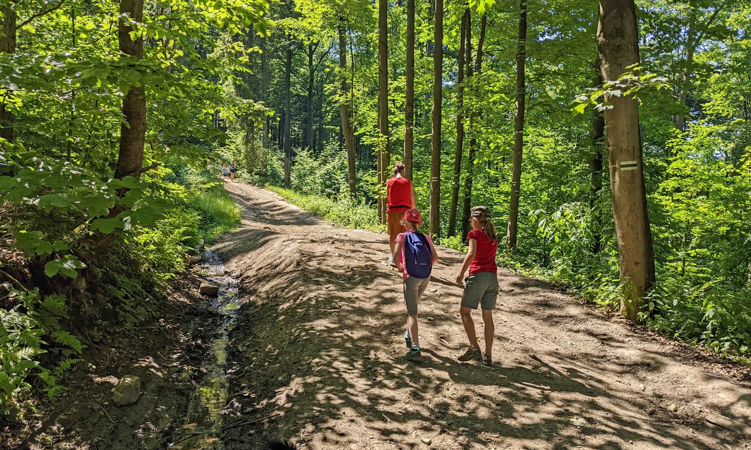 Green Trail from Sucha Polana to PTTK Shelter on Kudłacze Glade