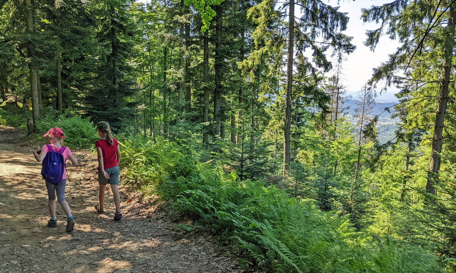 Green Trail from Sucha Polana to PTTK Shelter on Kudłacze Glade. 
