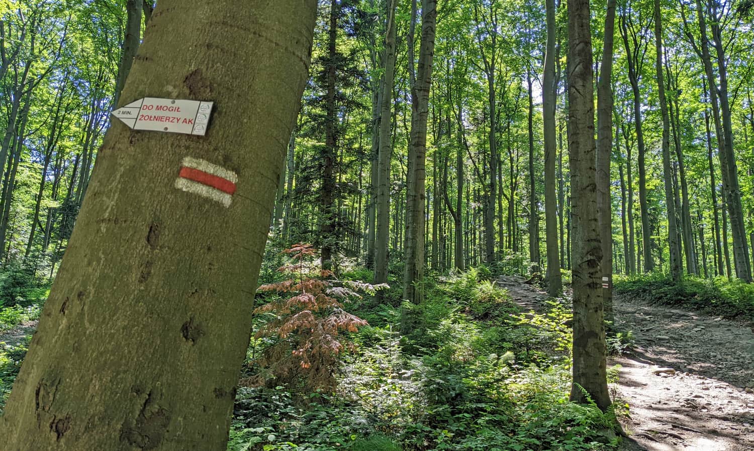 Czerwony szlak Kudłacze - Lubomir. Strzałka do mogił żołnierzy AK - odcinek Małego Szlaku Beskidzkiego