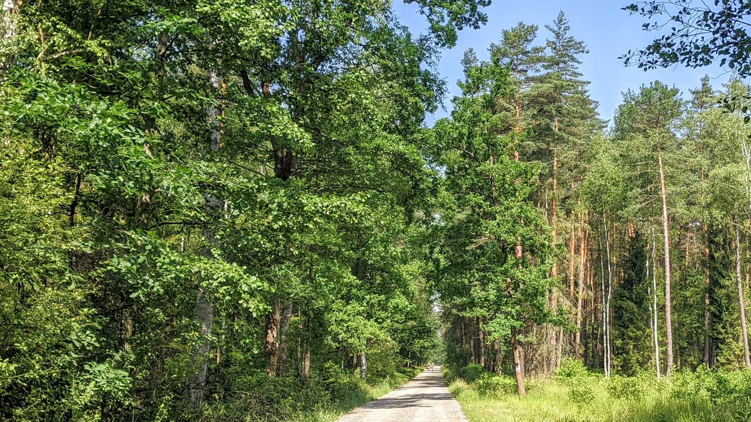 Puszcza Dulowska - zdjęcie z odcinka Trzebinia-Dulowa