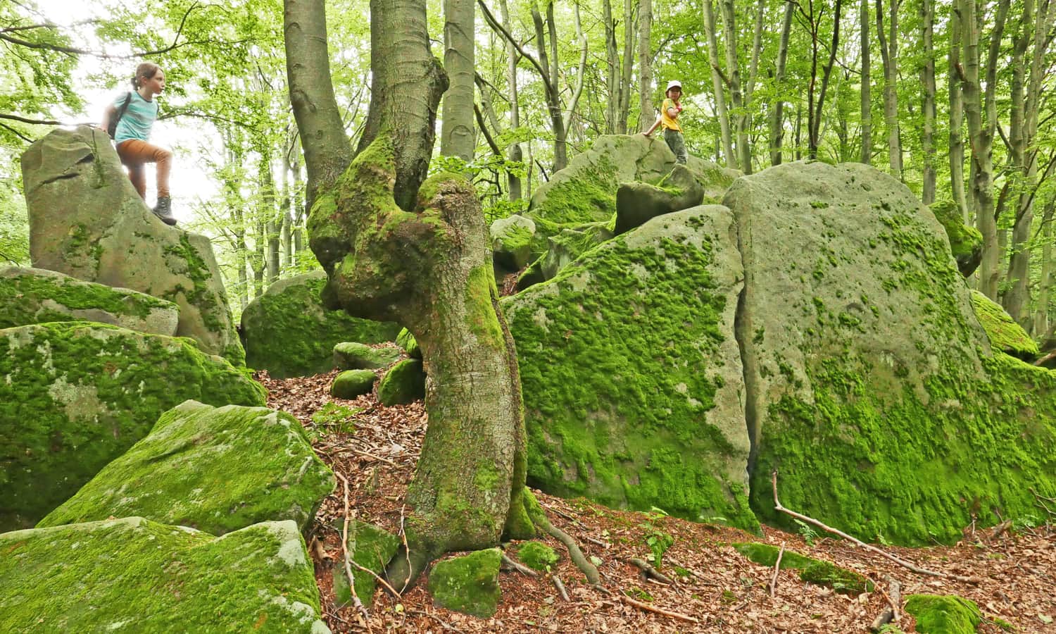 Kornuty Reserve in Magura Wątkowska
