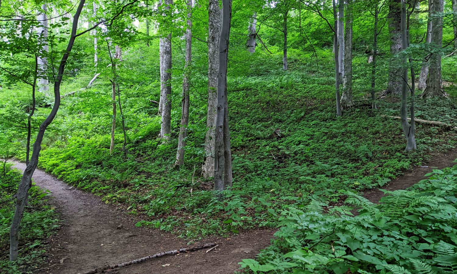 Forest path from Muczne to the viewing tower on Jeleniowatym
