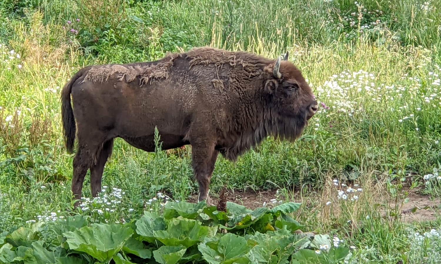Muczne, Zagroda Pokazowa Żubrów