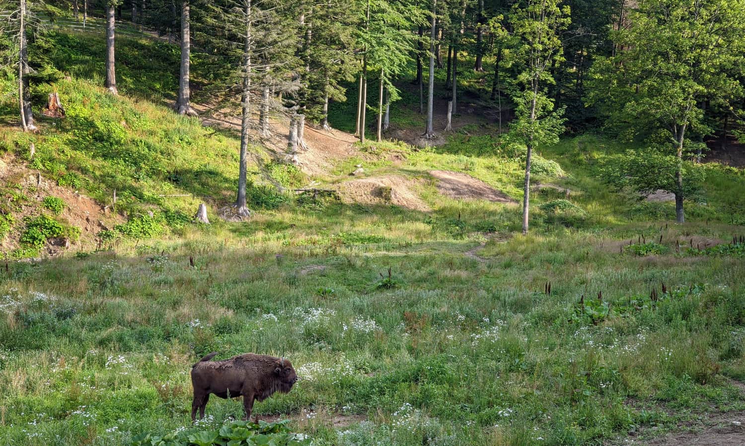 Muczne, Zagroda Pokazowa Żubrów