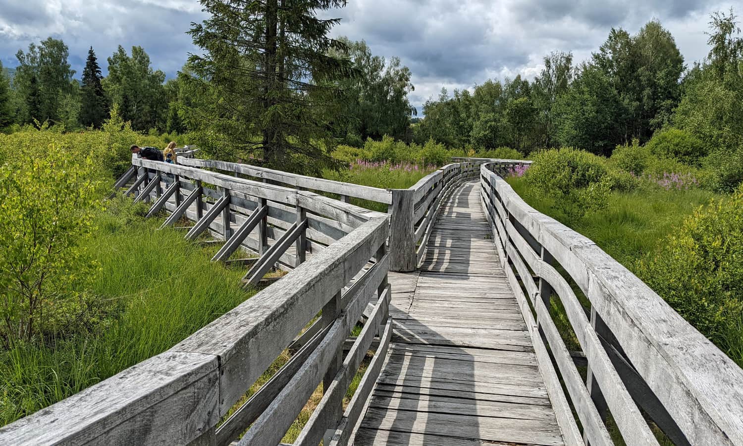 Shorter bridge at Tarnawa Peat Bog