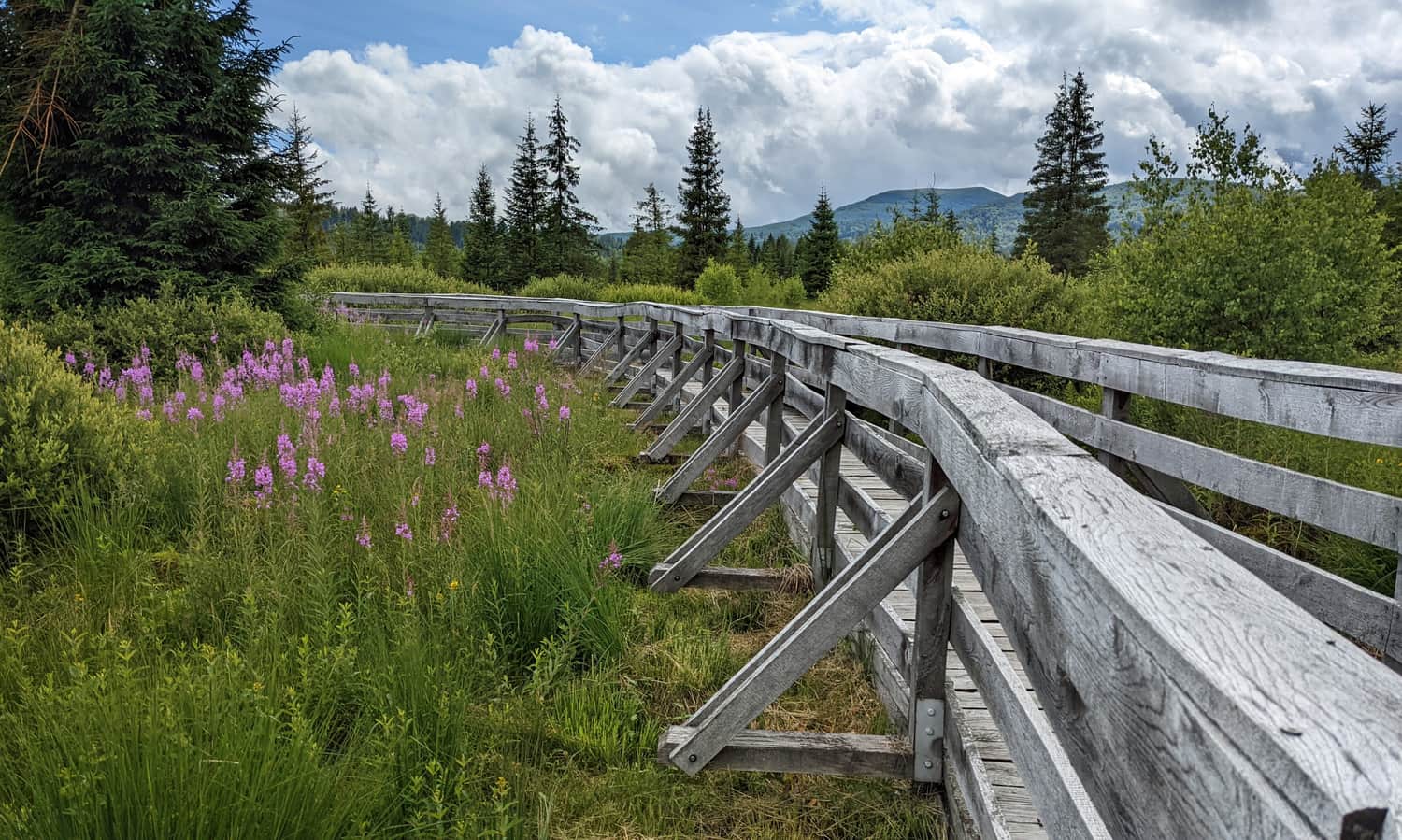 Shorter bridge at Tarnawa Peat Bog