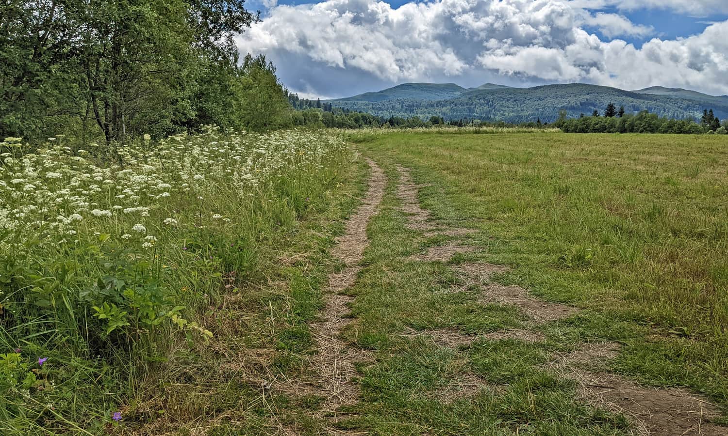 Access to the longer trail at Tarnawa Peat Bog