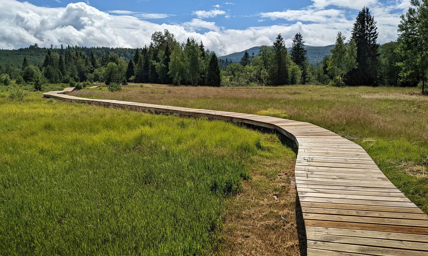Longer trail at Tarnawa Peat Bog - meadows