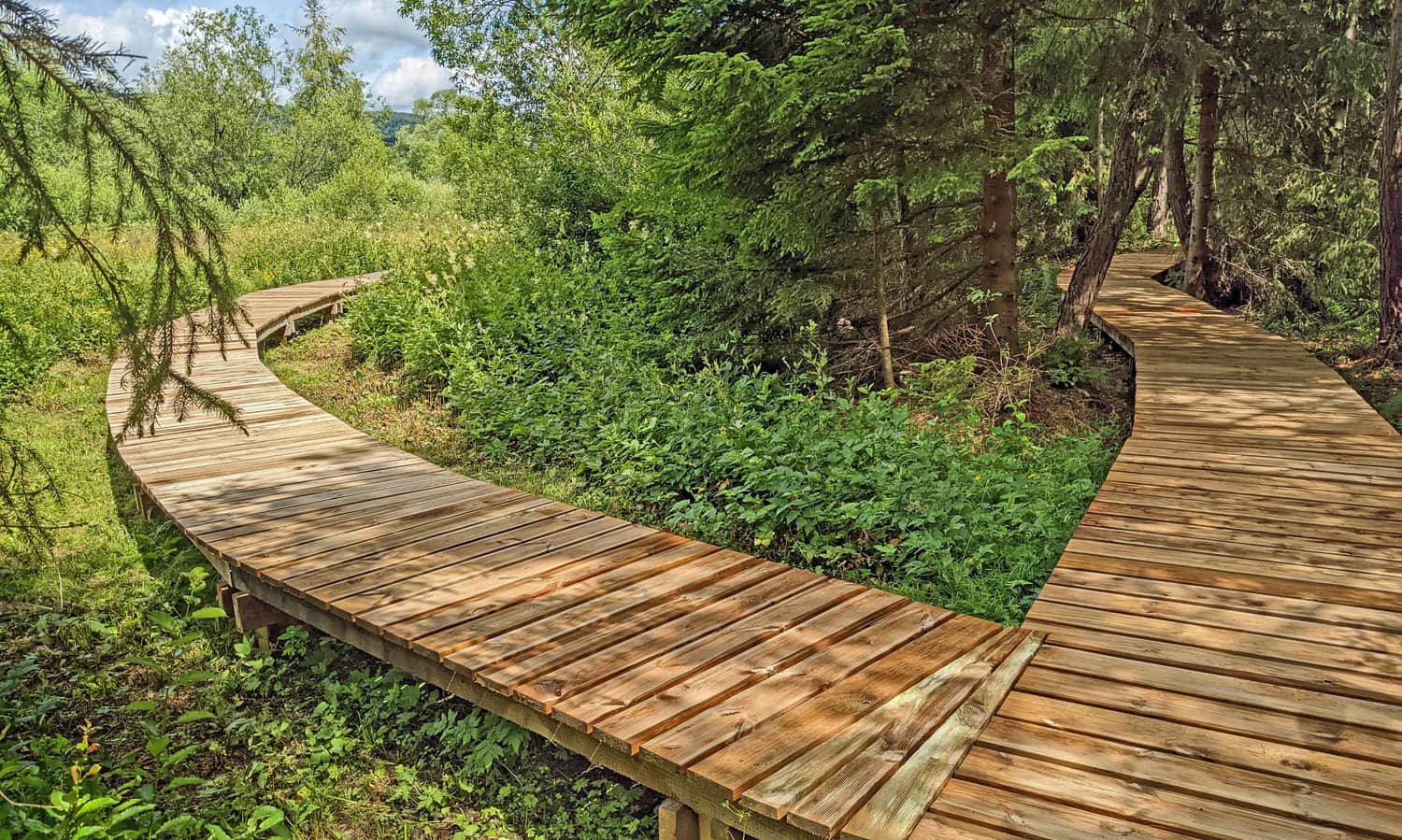 Longer trail at Tarnawa Peat Bog - loop at the end of the trail