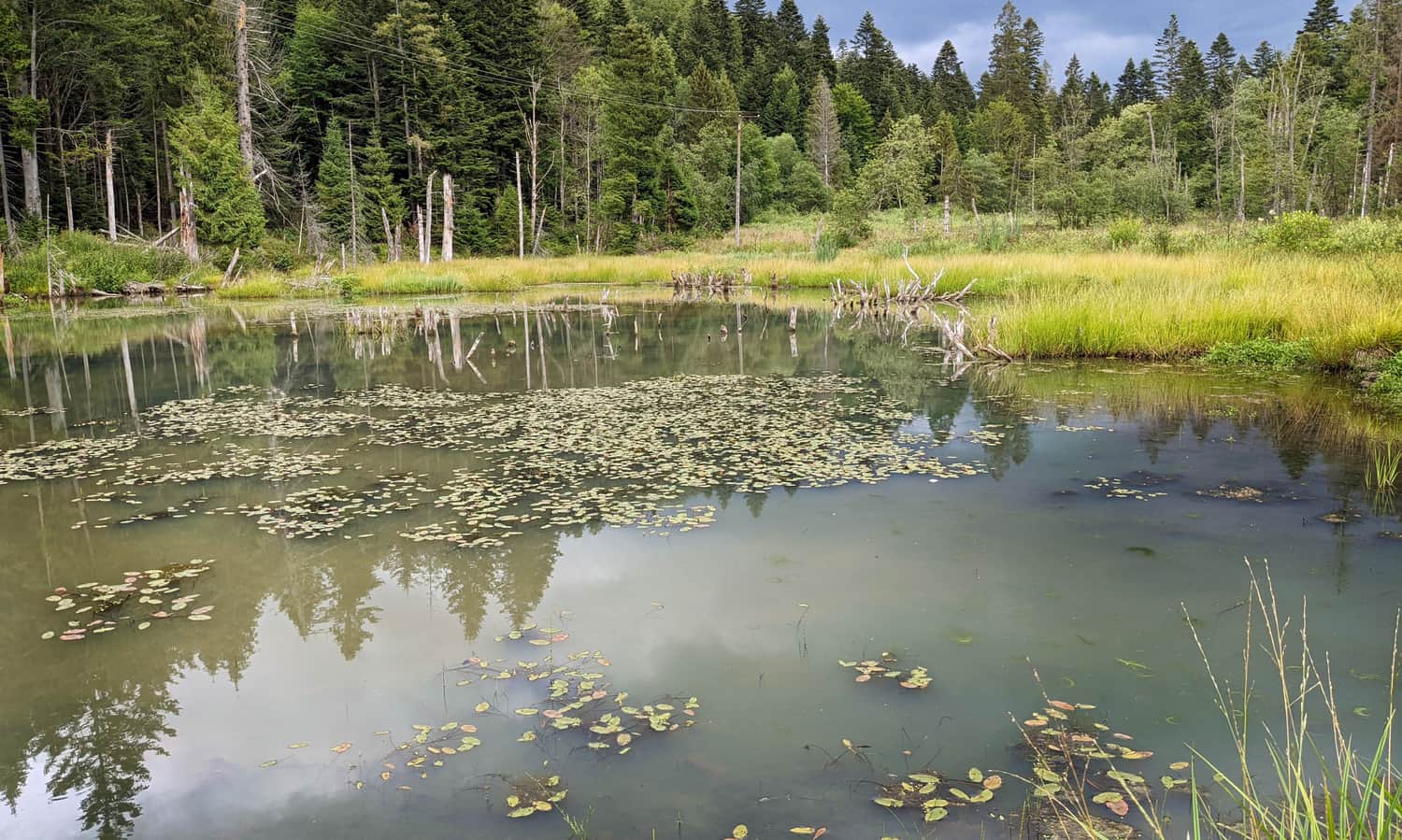 Beaver Dam, Muczne in Bieszczady