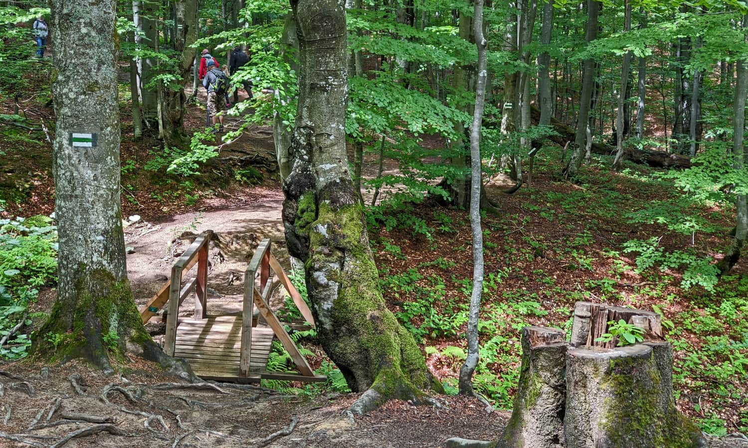 Zielony szlak na Małą Rawkę - dolny odcinek