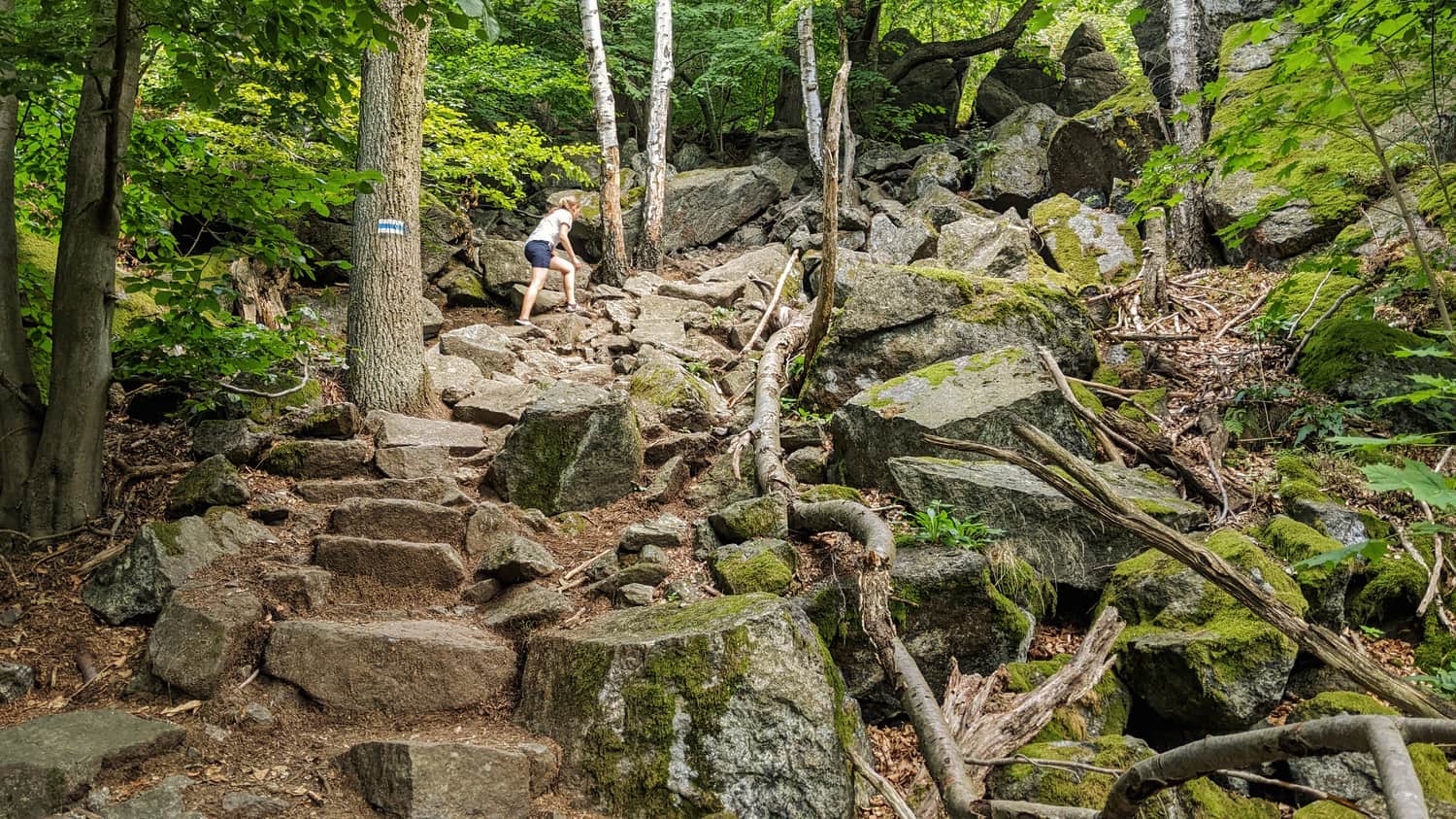 Blue trail through the 