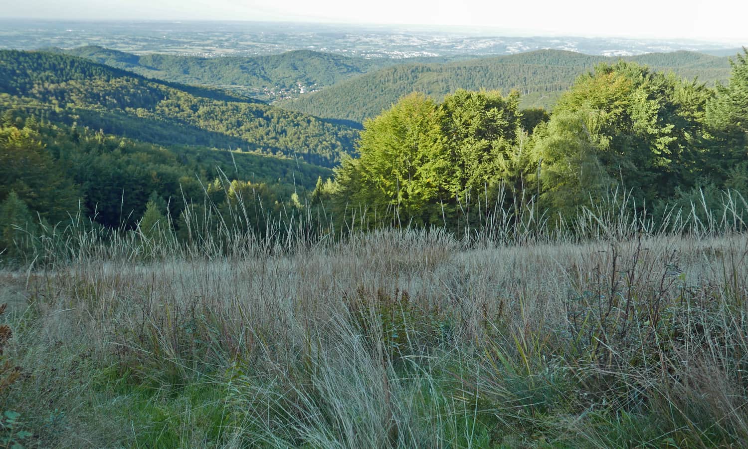 Widok ze ściezki 