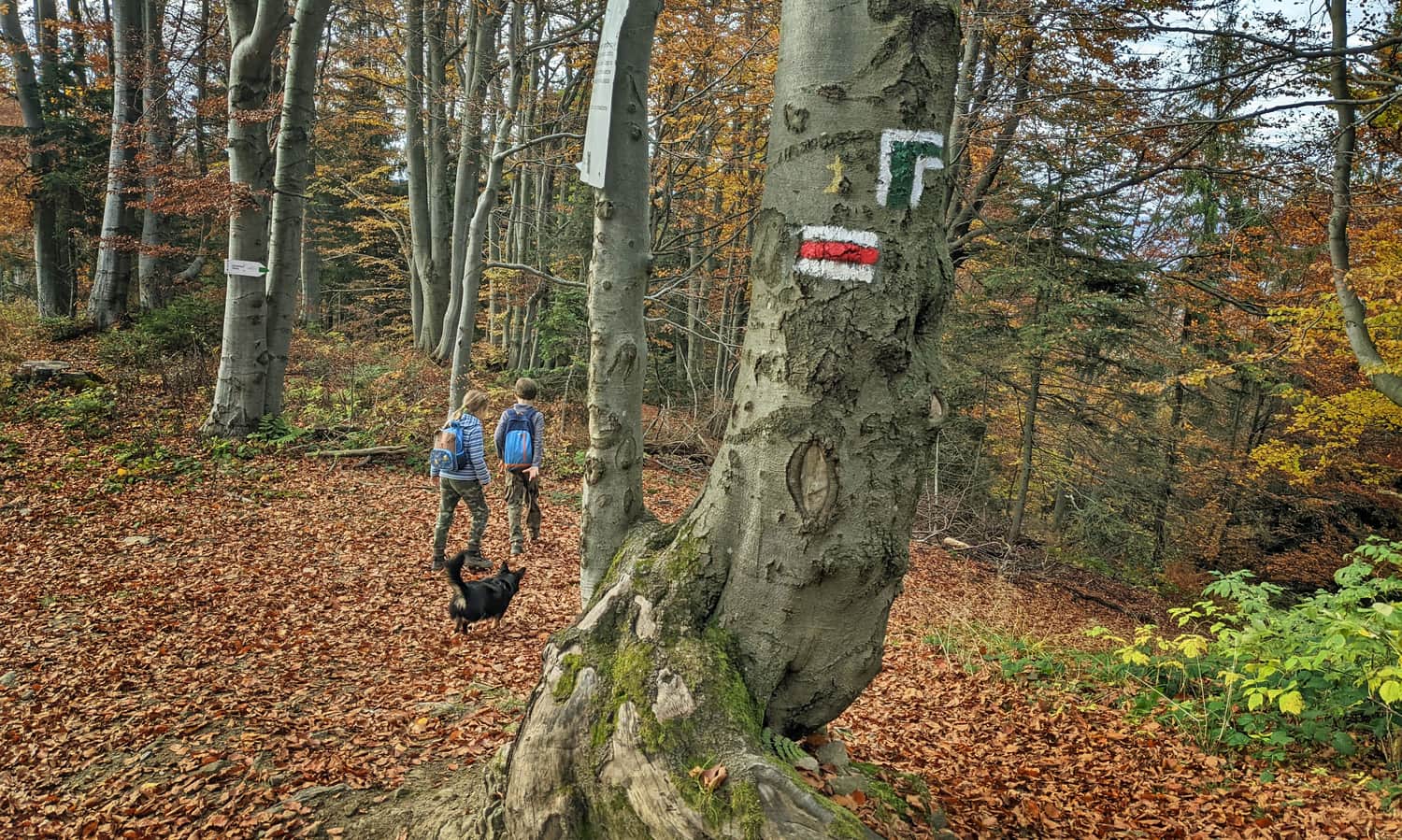 Zielony szlak z Ochotnicy na Lubań - połaczenie z czerwonym szlakiem