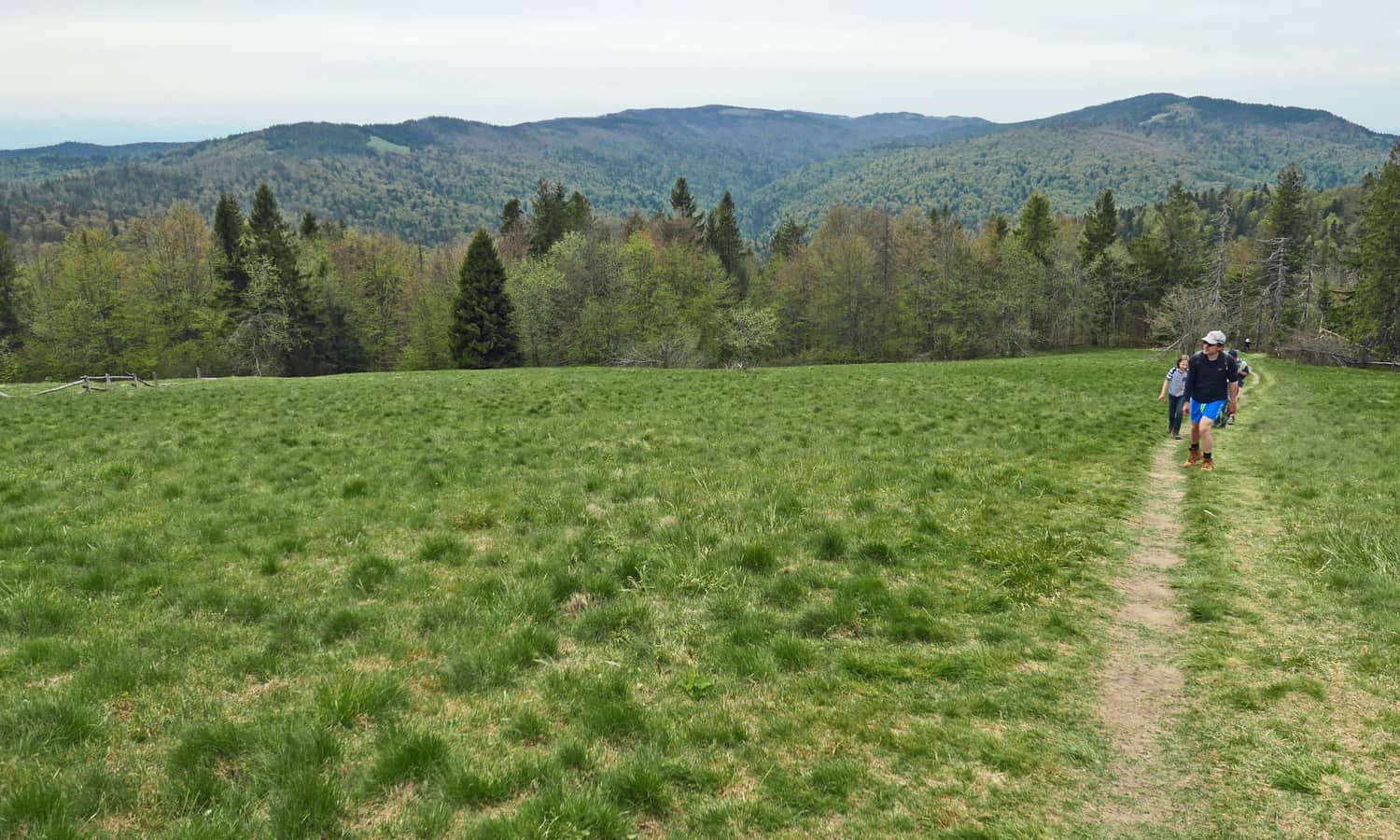 Clearing at Gorc Kamienicki