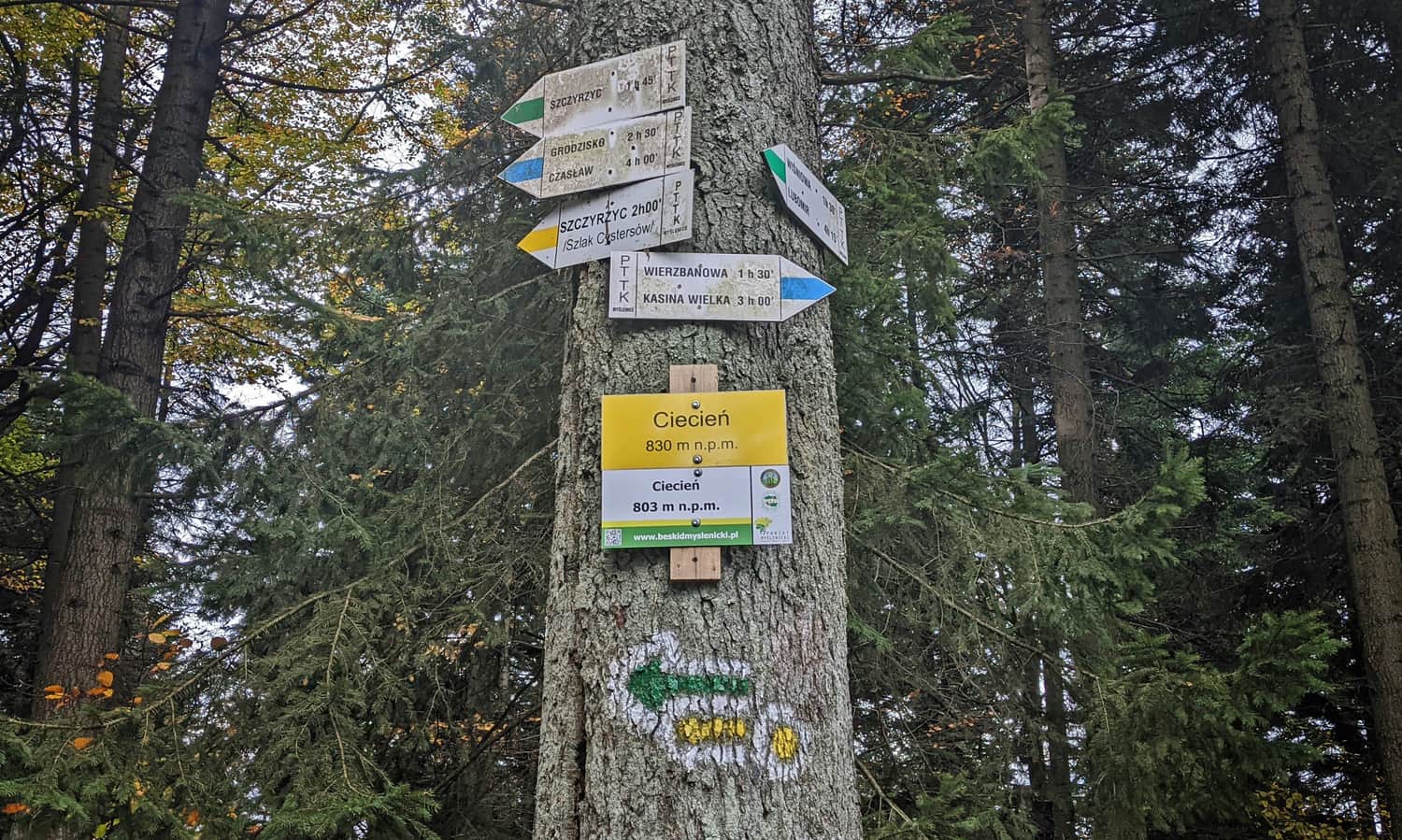 Ciecień, 830 m n.p.m. - szczyt