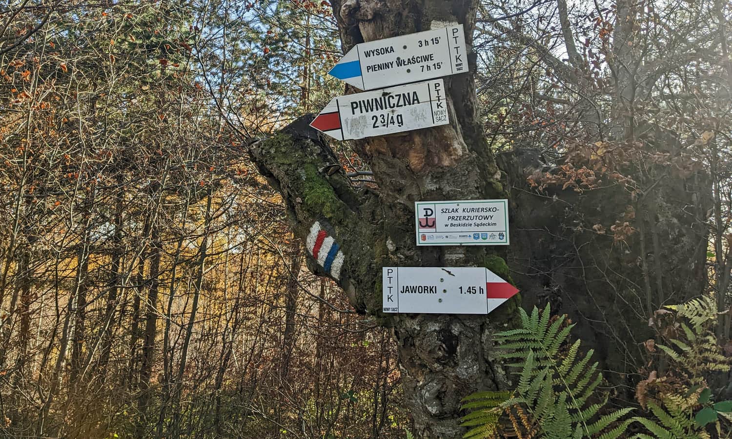 Intersection of the red Piwniczna-Jaworki trail with the blue 