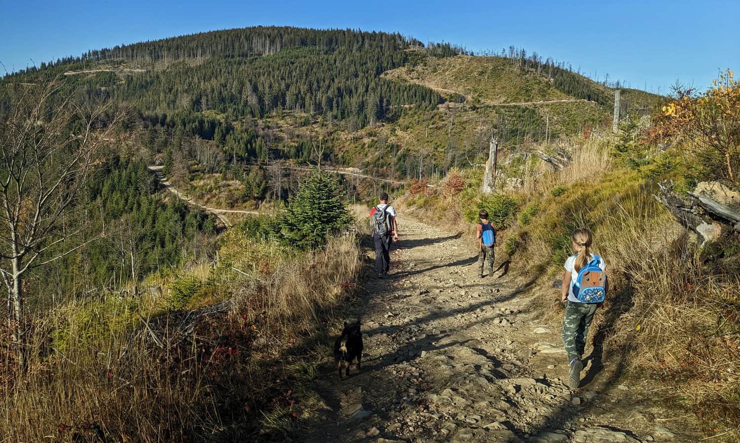 Red trail Wielki Rogacz - Radziejowa. View of Radziejowa