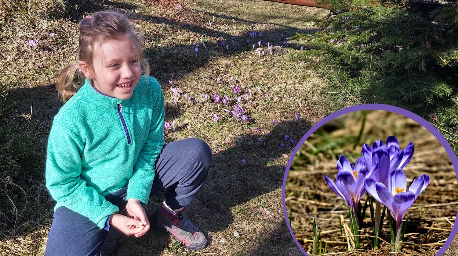 Crocuses