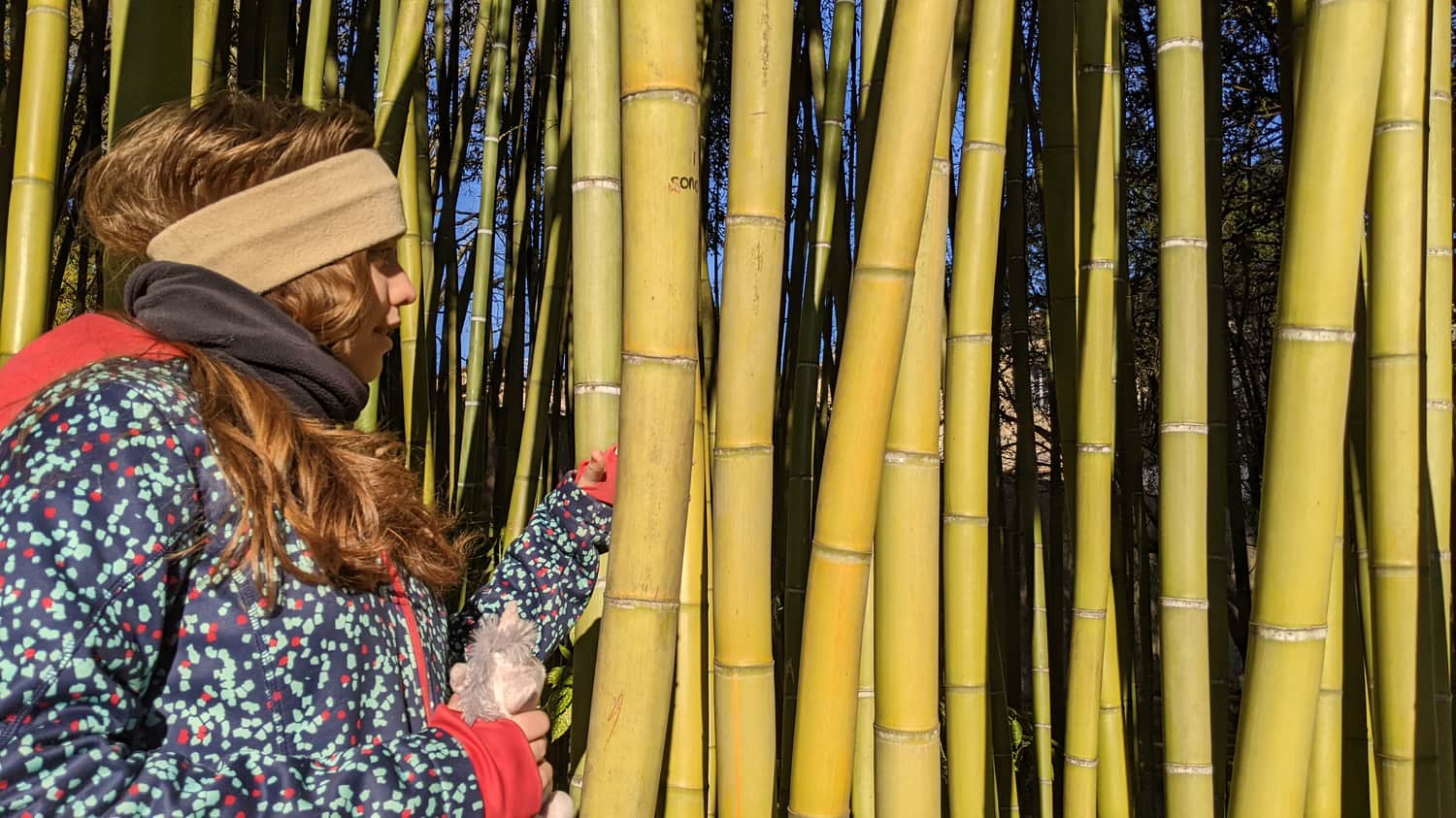 Bamboo, Botanical Garden in Pisa