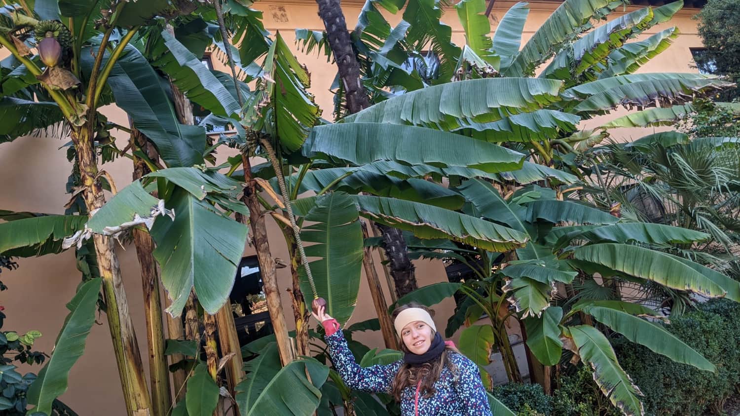Banana flower in January, Botanical Garden in Pisa