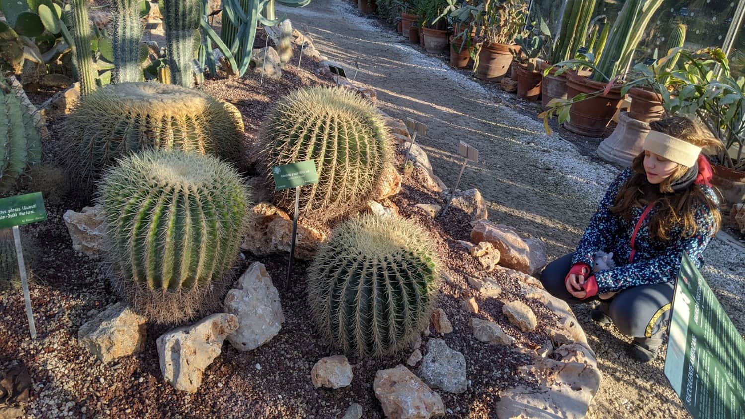 Cactus greenhouse in the Botanical Garden in Pisa