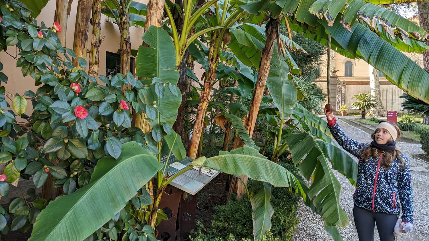 Banana flower in January, Botanical Garden in Pisa