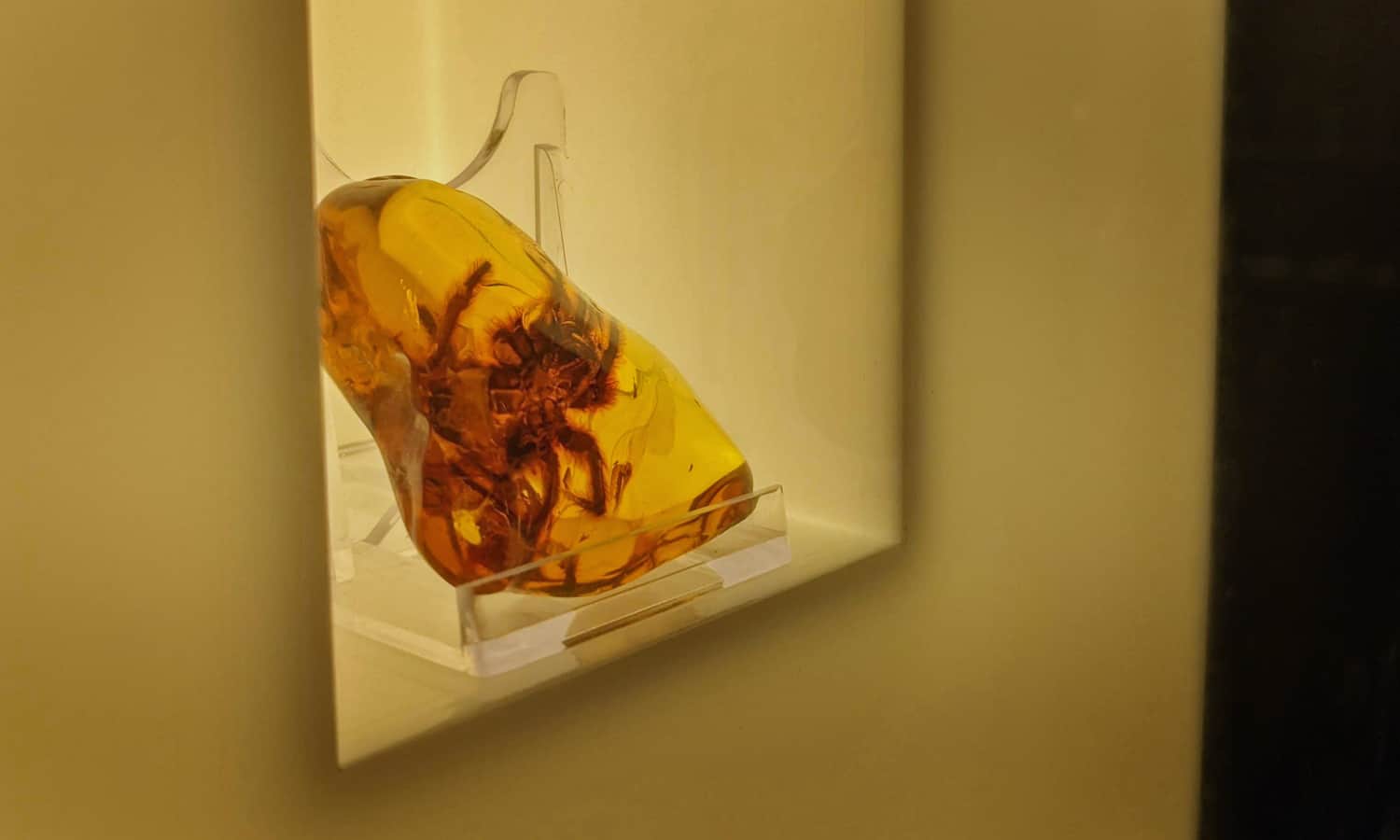 Muzeum Bursztynu w Gdańsku, jedna z inkluzji