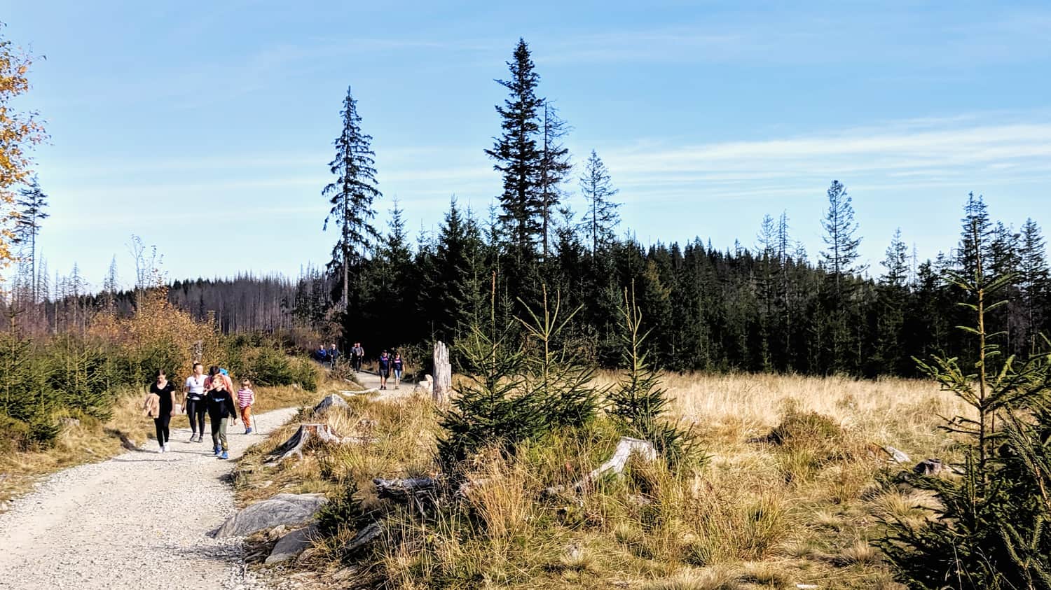Szlak na Rusinową Polanę z Wierch Poroniec
