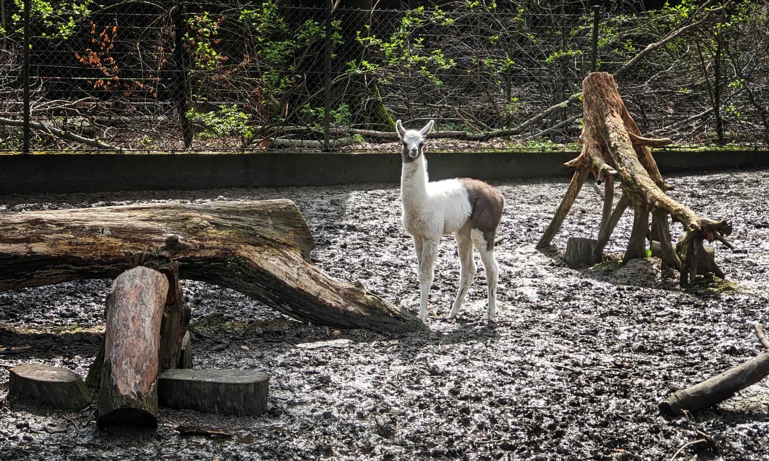 Tygodniowa mała lama. Zoo w Krakowie (kwiecień 2023 r.)