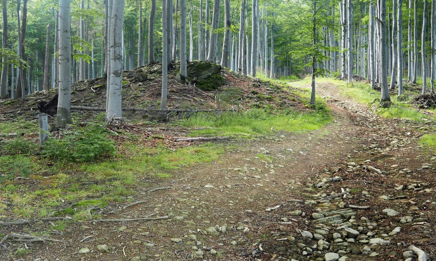 Path on the ridge of Jałowiec