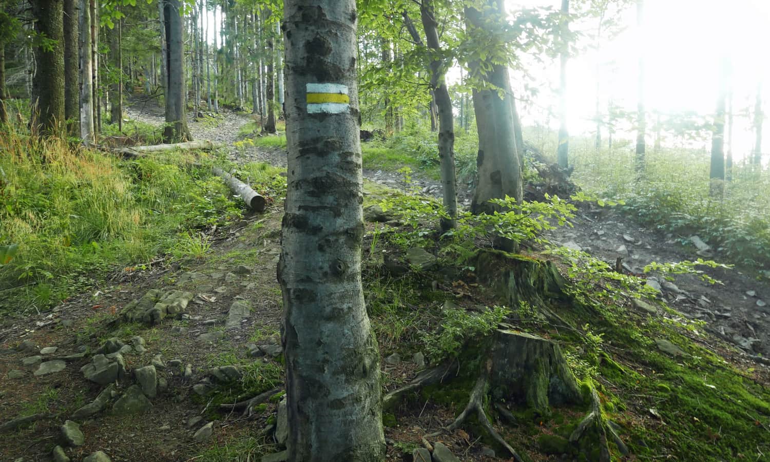 Yellow trail - descent from Jałowiec towards Polana Opaczne