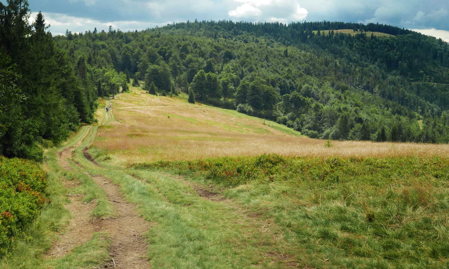 Scenic Hala Kamińskiego below Magurka / Kolisty Groń: view of Mędralowa