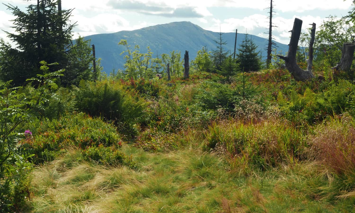 Babia Góra from Polica