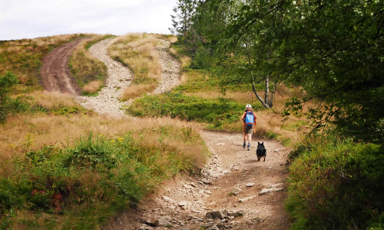 Green trail to Jasień - scenic meadow near the summit