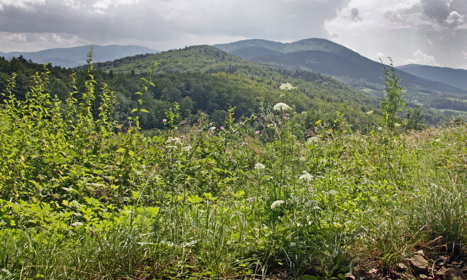 Przełęcz pod Grodziskiem - widok na Pasmo Cietnia