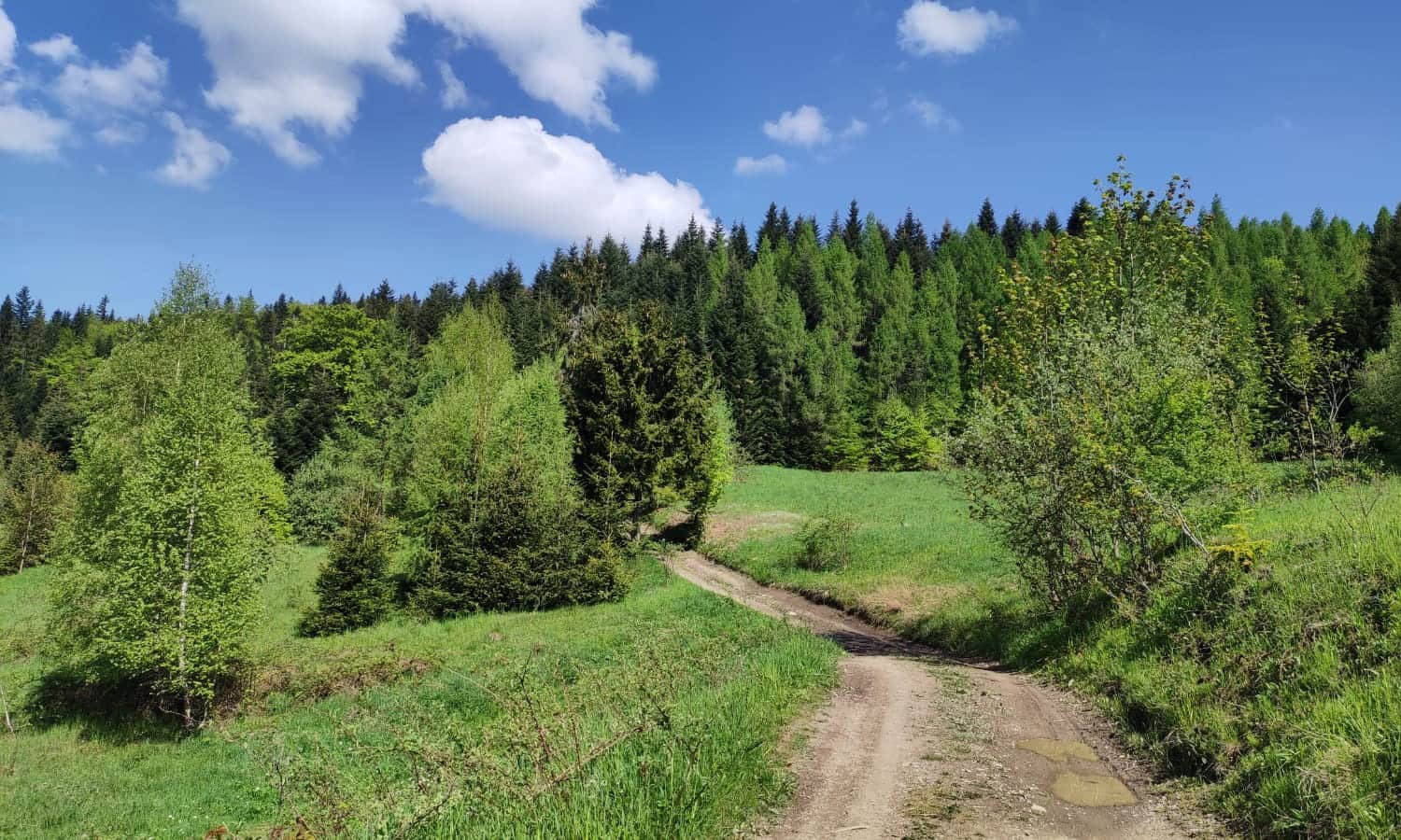 Niebieski szlak ze Szczawy Bukówki na Mogielicę, fot. B. i J. Stachurscy