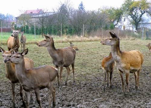 Szlak ginących zawodów - mini zoo