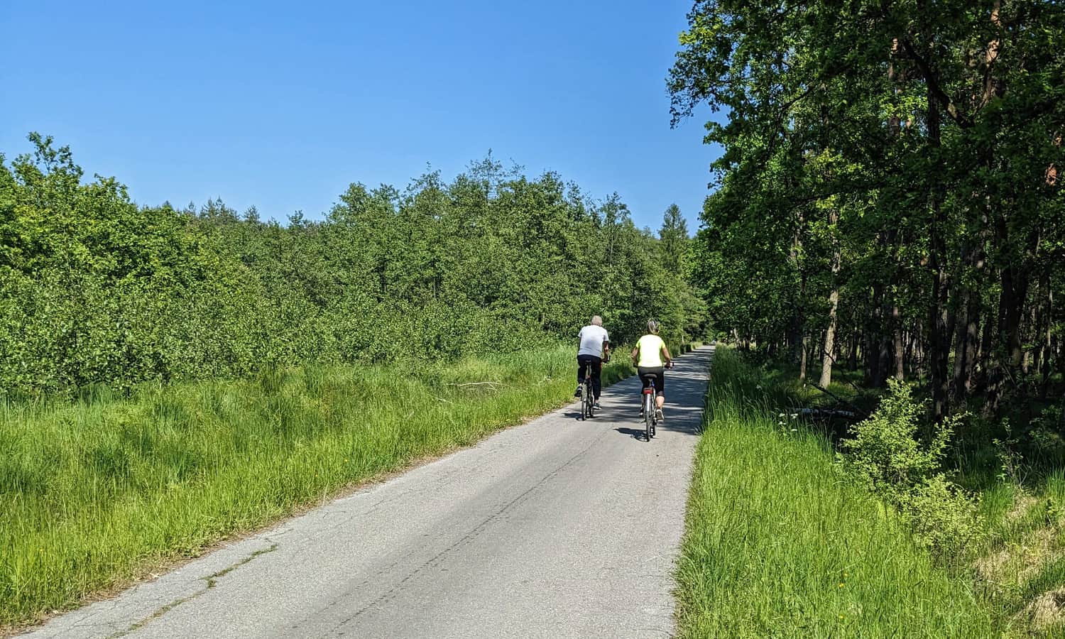 Asphalt path in the Niepołomice Forest - known as the Black Road