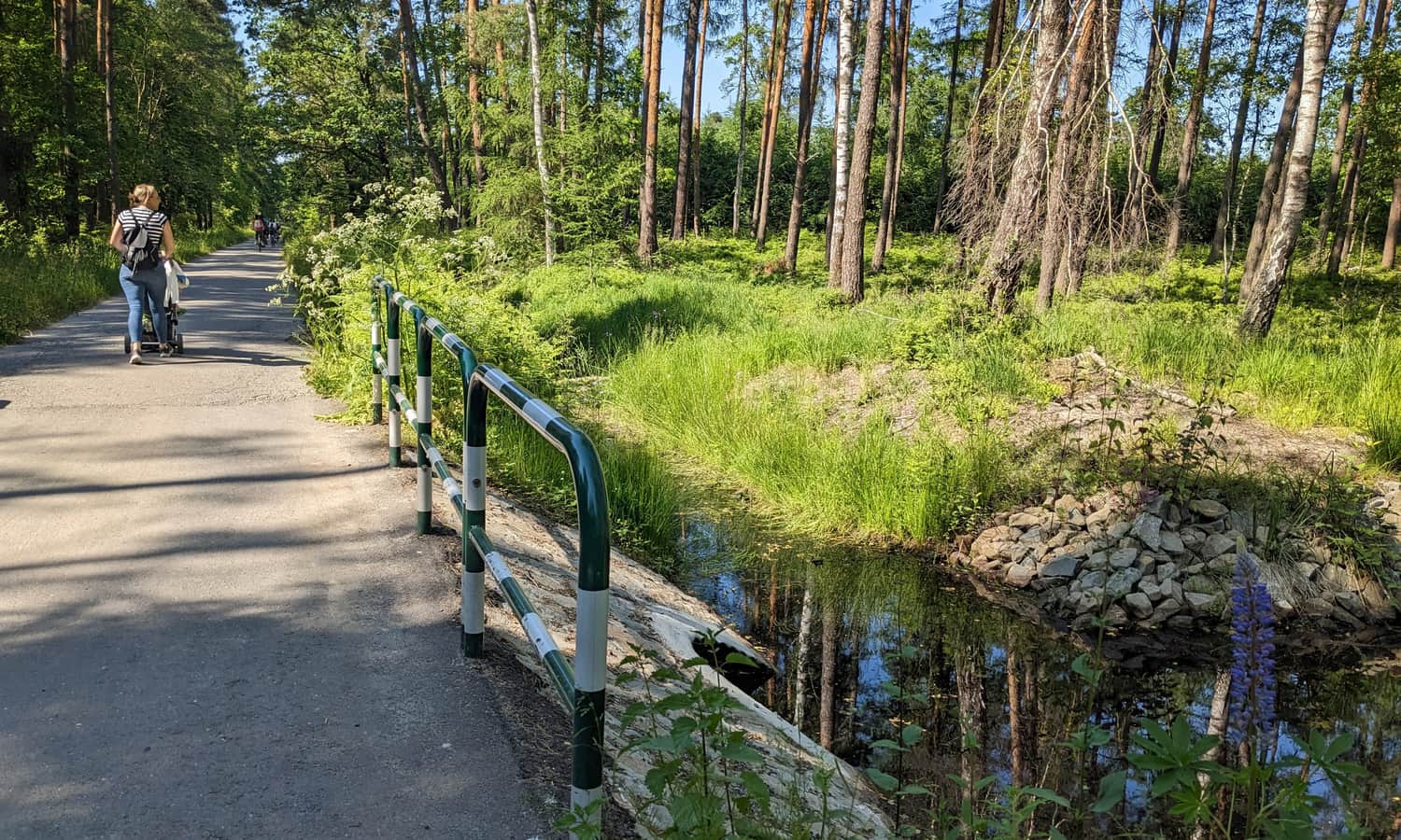 Approaching the Black Pond in the Niepołomice Forest