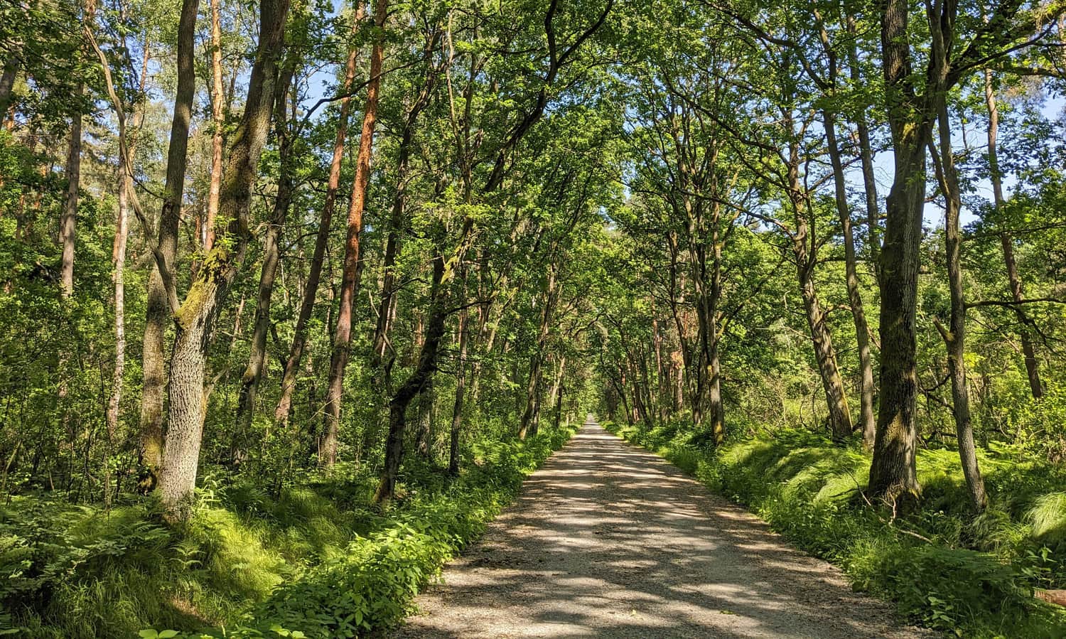 Southern part of the Niepołomice Forest