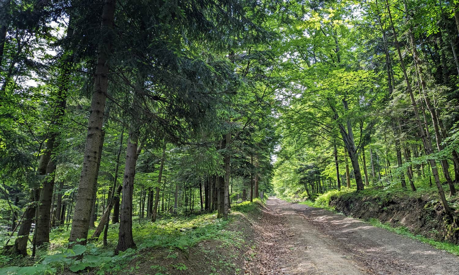 Green trail: Koszarawa Cicha - Lachów Groń