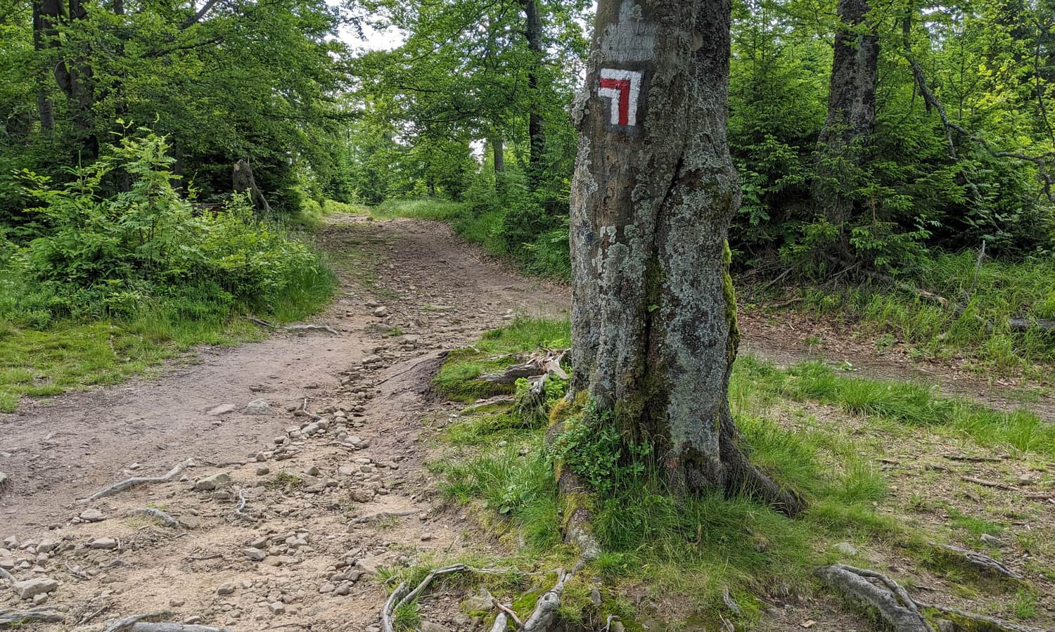 Red trail on the ridge of the Jaworzyna Krynicka Range