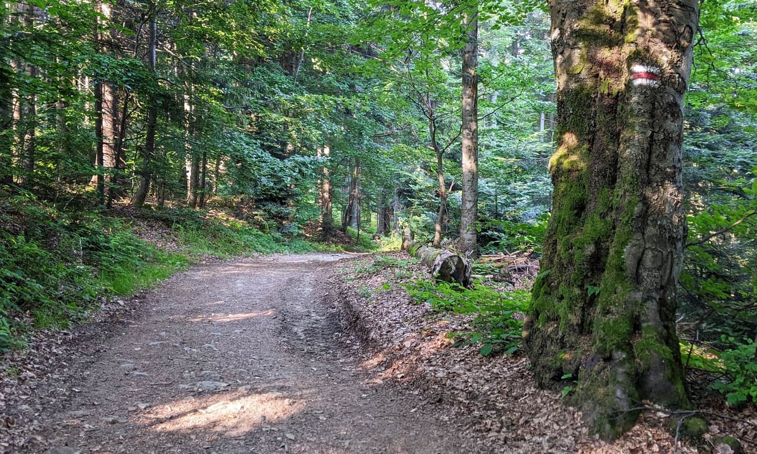 Red trail from Rytro to Radziejowa, section between Niemcowa and Wielki Rogacz. Photo by Krzysiek