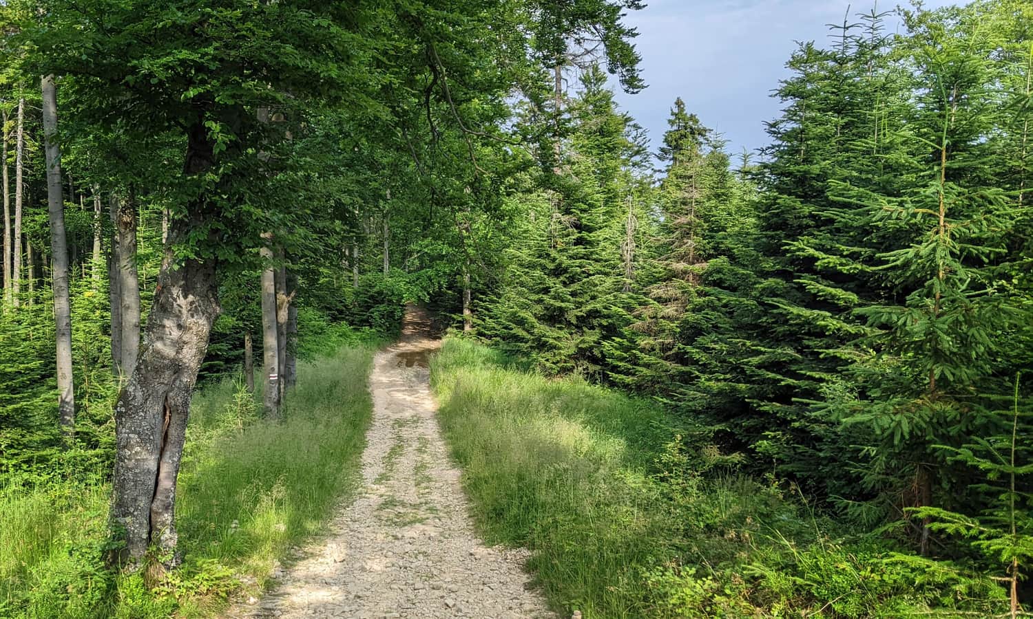 Red trail from Rytro to Radziejowa, section between Niemcowa and Wielki Rogacz. Photo by Krzysiek