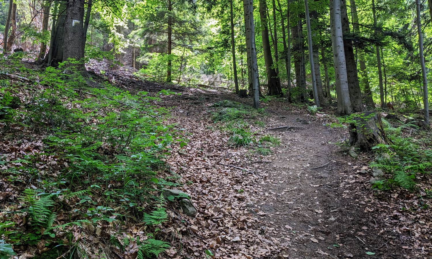 Yellow trail from Rytra to Przełęcz Żłobki - steep ascent on the slopes of Jaworzyna