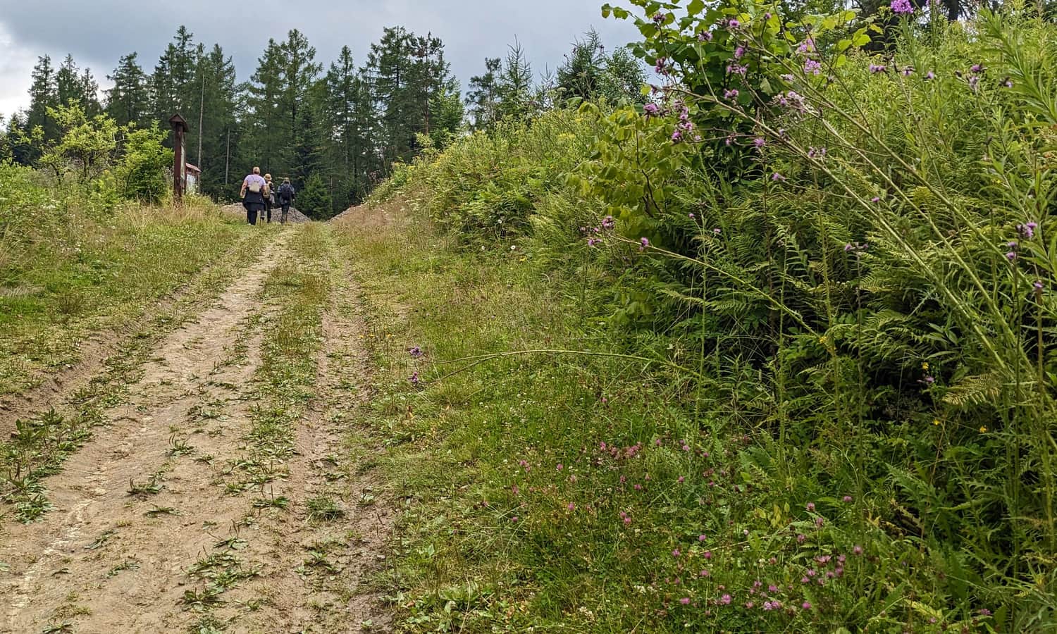 Ścieżka lasem z Ustjanowej Górne na Holicę - grzbiet Żukowa
